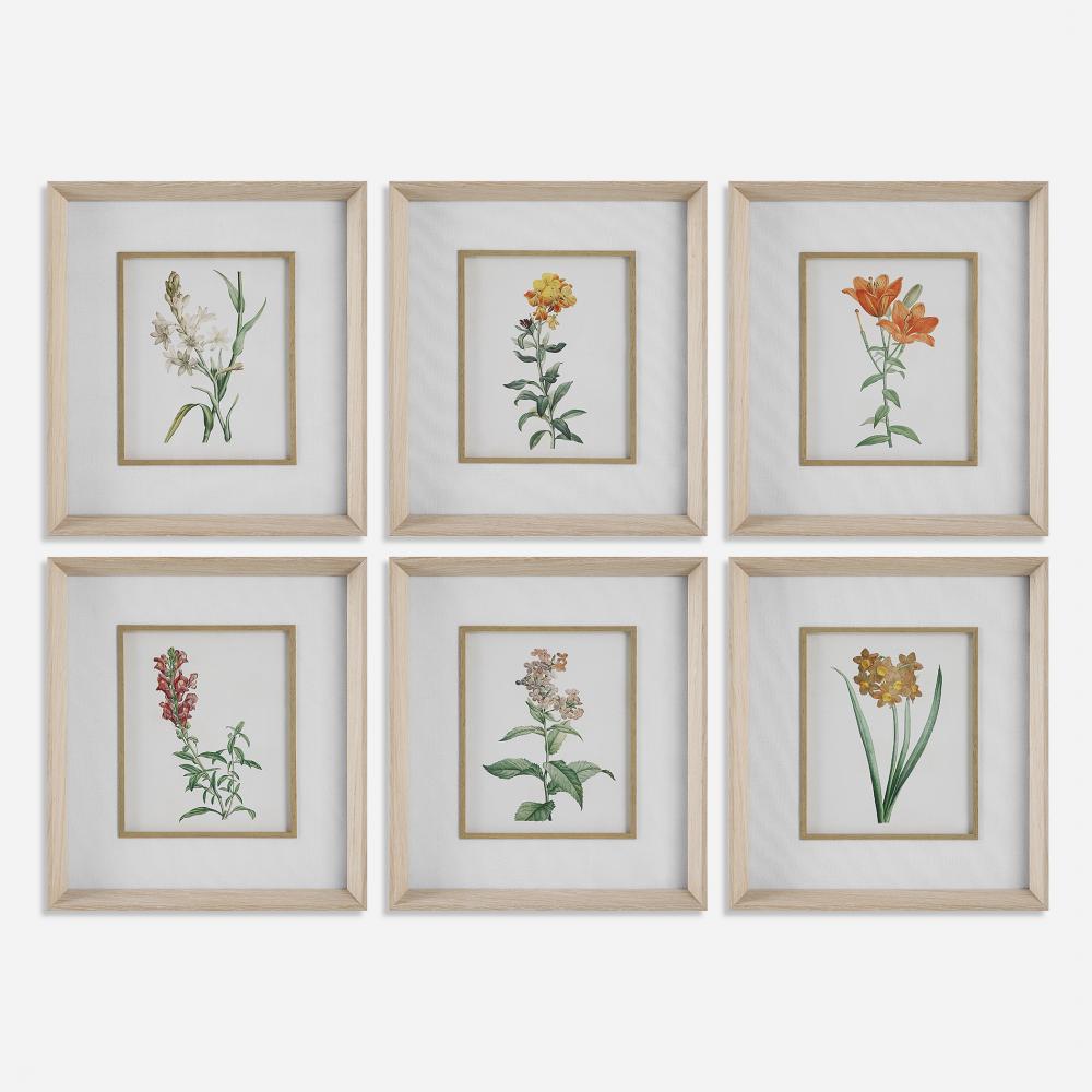 Classic Botanicals Framed Prints Set/6